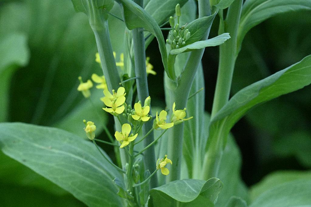 2025-07179620 Tower Hill Botanic Garden, MA.JPG - Treacle Mustard (Erysimum cheiranthoides). New England Botanic Garden at Tower Hill, MA, 7-17-2025